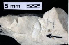 Foto (Detailansicht) von Galatheoidea indet. (NHMW-GEO-1990-0041-0369)